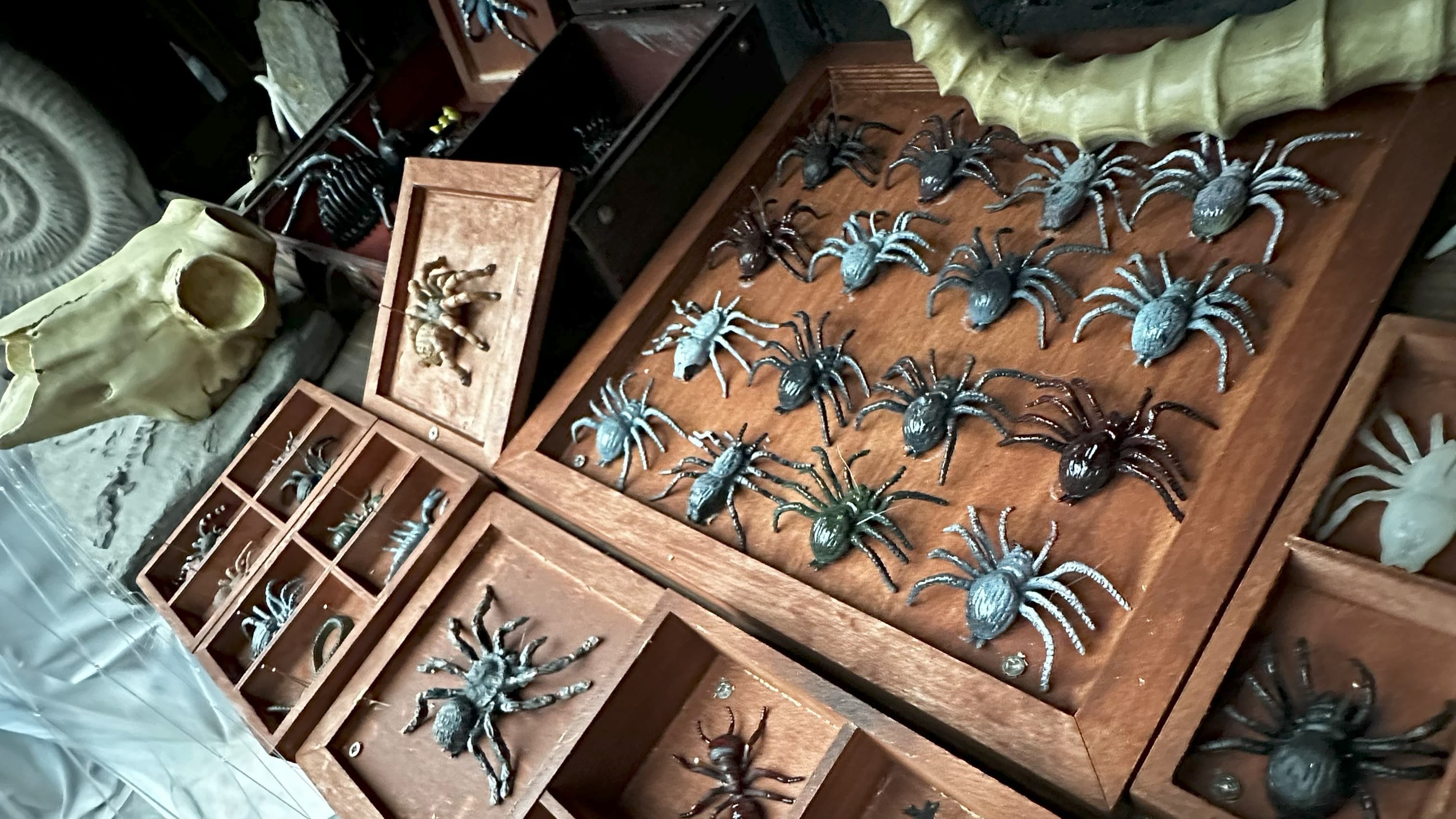 Insects Collection - Under The Castle